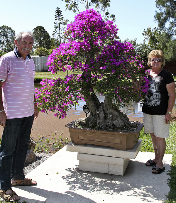 bougainvillea1