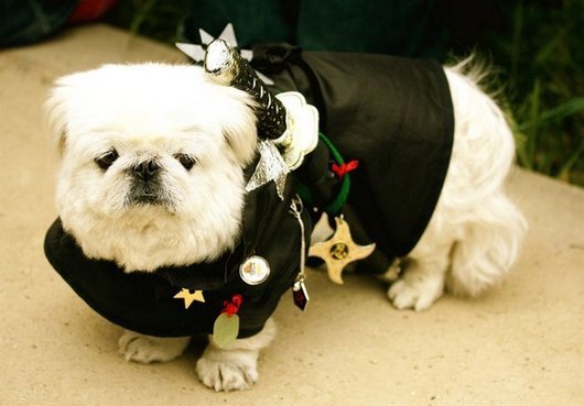 crazy-fashion-of-dogs-in-japan13