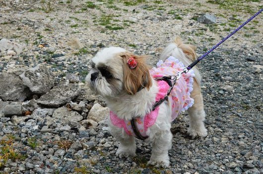 crazy-fashion-of-dogs-in-japan15