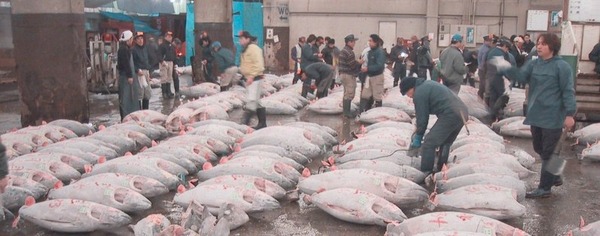 Tuna-Market
