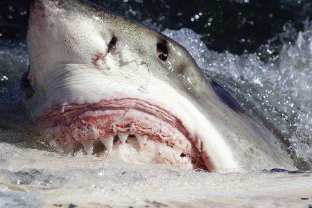 1280px-white_shark_carcharodon