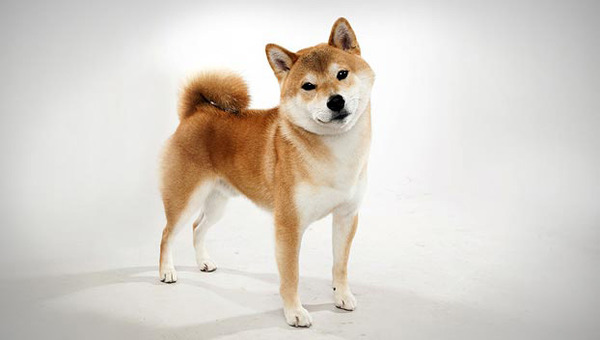 shiba-inu