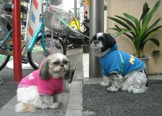 crazy-fashion-of-dogs-in-japan11