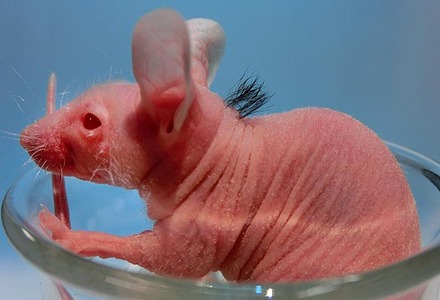mouse_1492448a