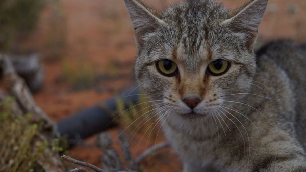 australia-overrun-with-feral-cats