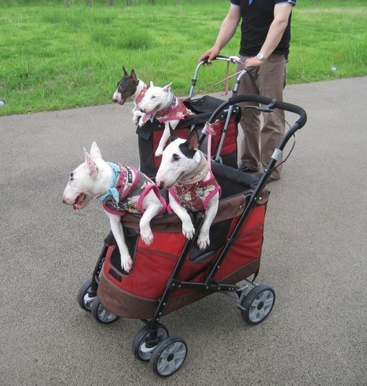 crazy-fashion-of-dogs-in-japan25