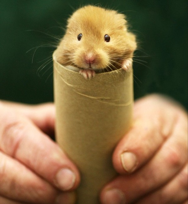 Hammy-the-Hamster