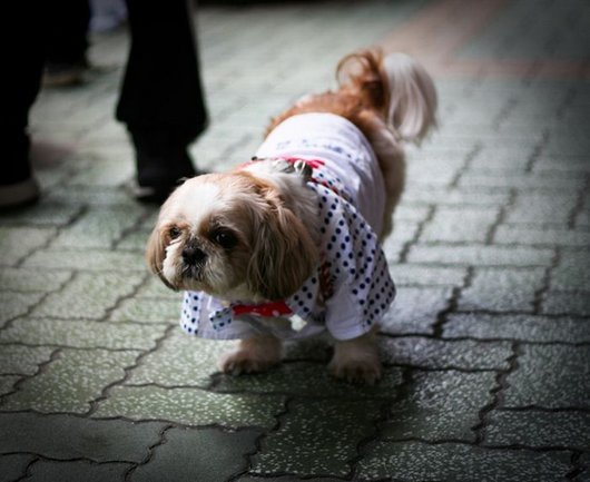 crazy-fashion-of-dogs-in-japan22