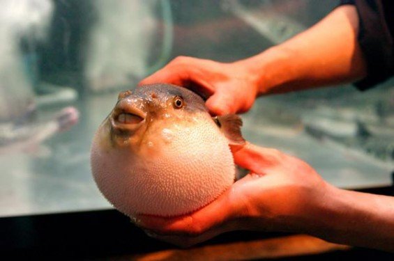 fugu_puffer_