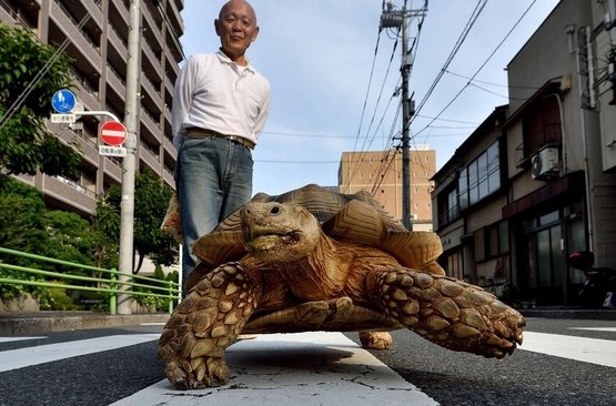 tokyo-man-and-pet-tortoise