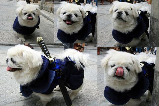 crazy-fashion-of-dogs-in-japan3