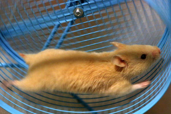 Hamster-wheel