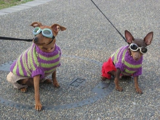 crazy-fashion-of-dogs-in-japan5