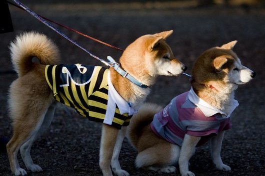 crazy-fashion-of-dogs-in-japan23