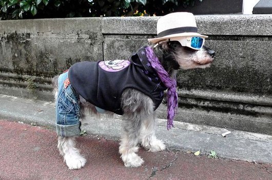 crazy-fashion-of-dogs-in-japan6