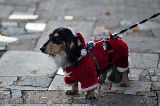 crazy-fashion-of-dogs-in-japan9