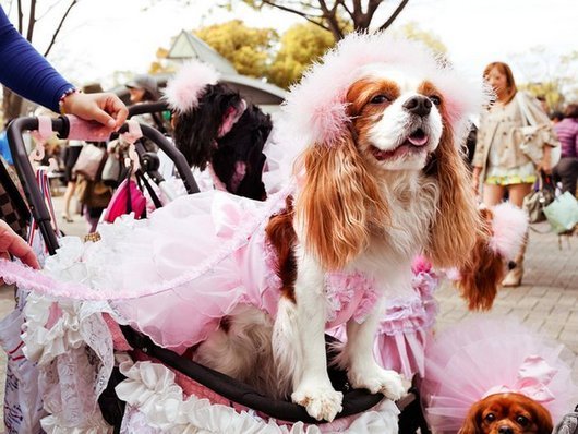 crazy-fashion-of-dogs-in-japan19