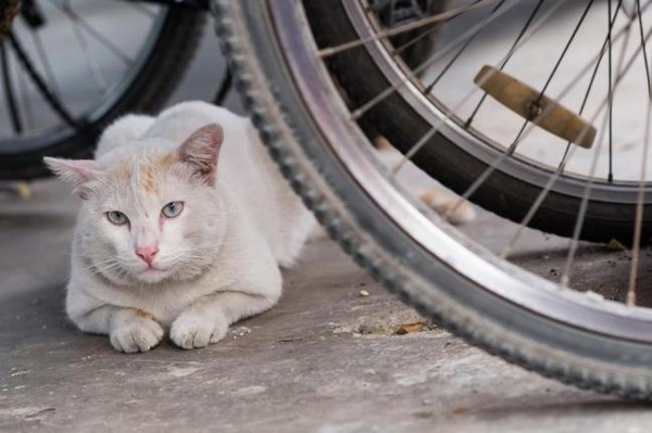 South-Korean-man-arrested-for-slaughtering-600-cats