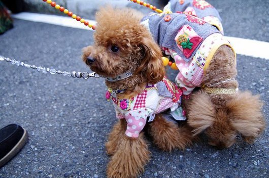crazy-fashion-of-dogs-in-japan4