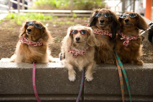 crazy-fashion-of-dogs-in-japan12