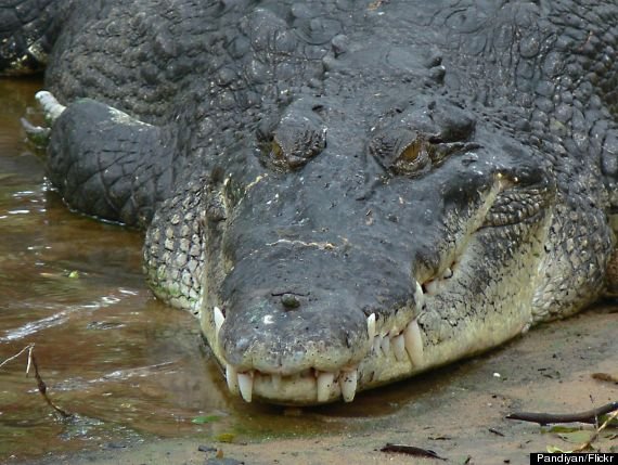 o-CROCODILE-570