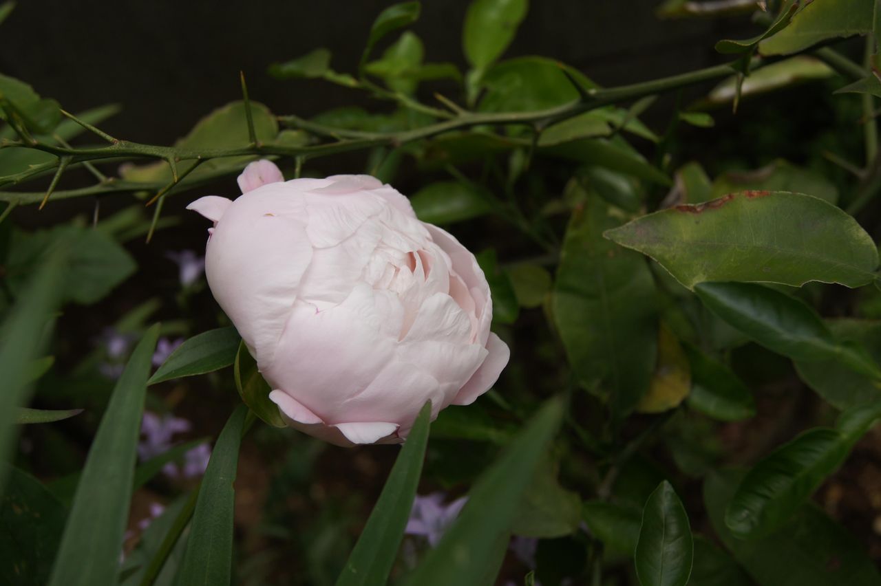 やっと咲いた 芍薬 花屋 ホワイトキャメル