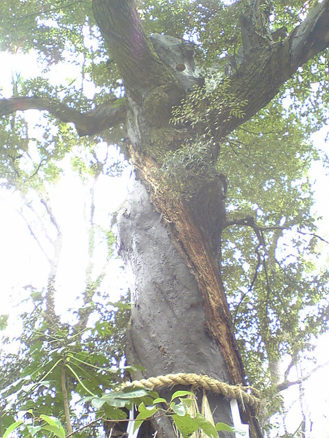 Image202