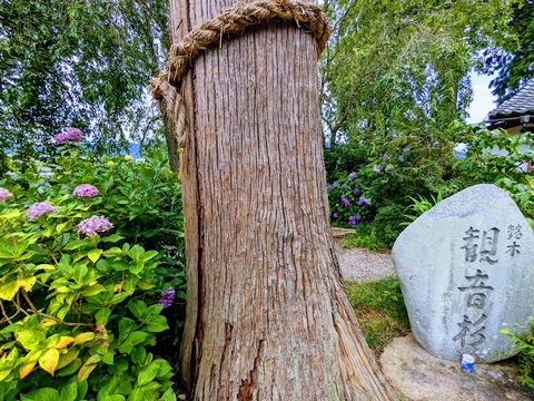 観音杉