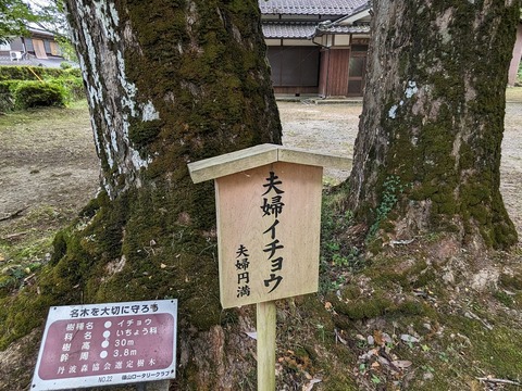 夫婦イチョウ