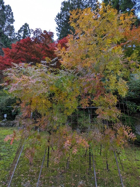 これはなんだろ