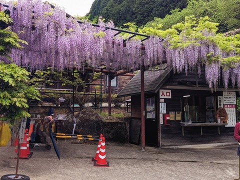 01.白井大町藤公園2