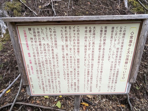 23.常瀧寺と大イチョウ解説