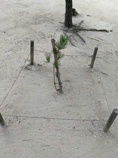 松の植樹