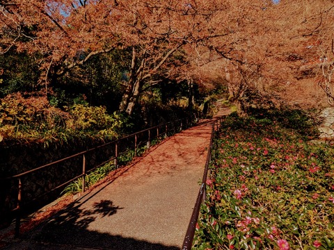 21.椿