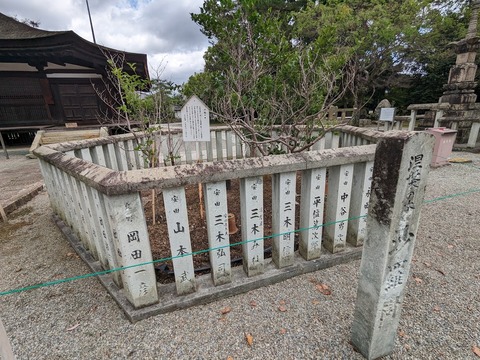 沙羅の木