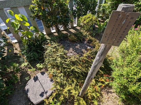 樹齢500年の椎の木跡
