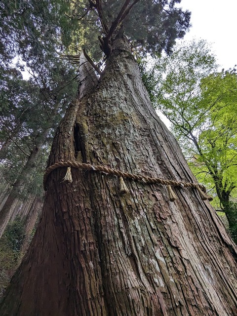 夫婦杉4