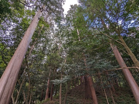 03.御神木m