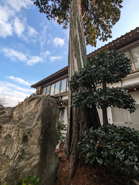 09.社務所と神木