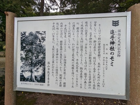 追手神社のモミ