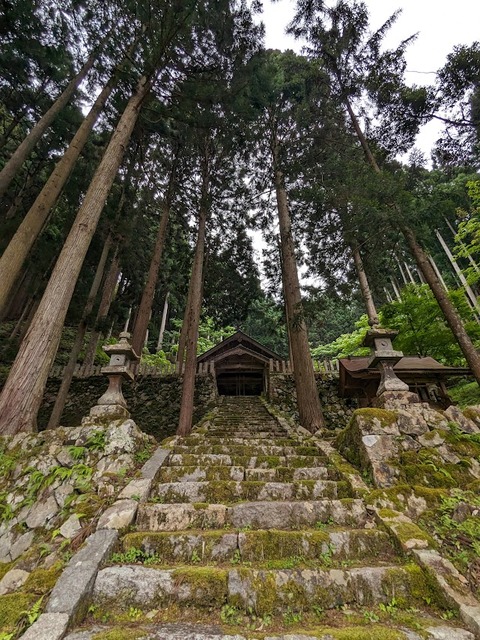 フェンスと巨木と神社2