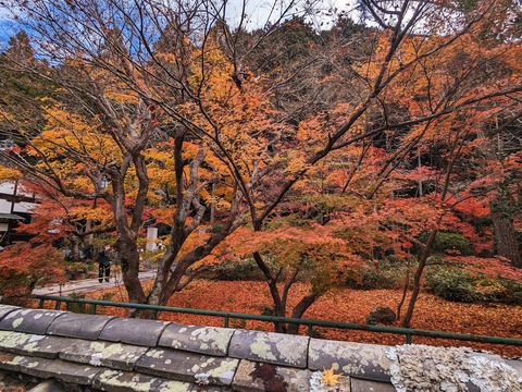 30.庭園から塀越し