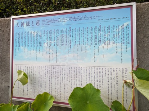 天神様と蓮