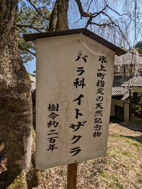 イトサクラ表示