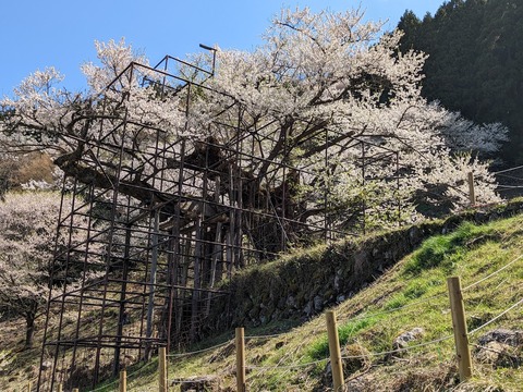 樽見の大桜6