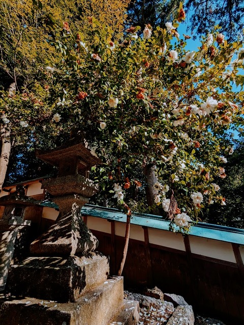 18.白椿4