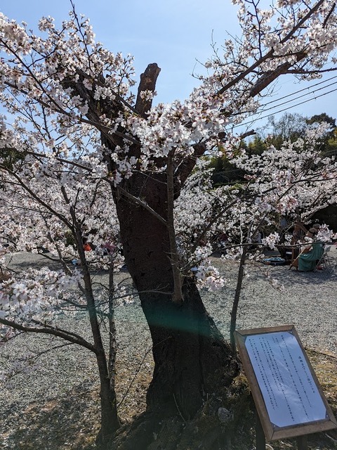 せんじゅの桜