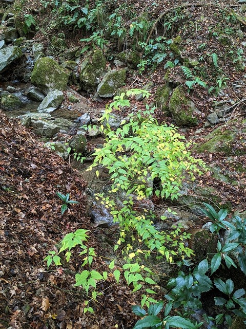 36.南の山中に伸びる道2