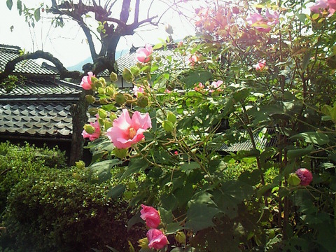 SBCA0018