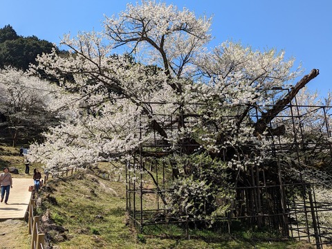 樽見の大桜17